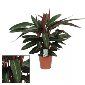 Calathea Stripestar