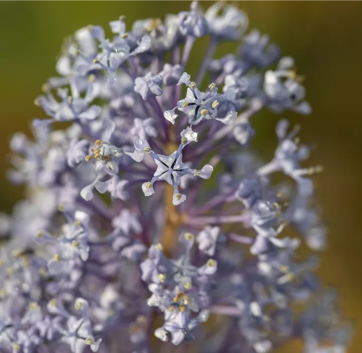 Säckelblume 'Glorie de Versailles'