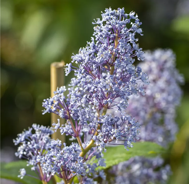 Säckelblume 'Glorie de Versailles'
