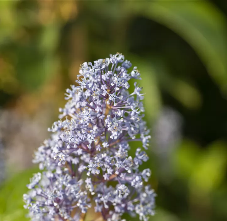 Säckelblume 'Glorie de Versailles'