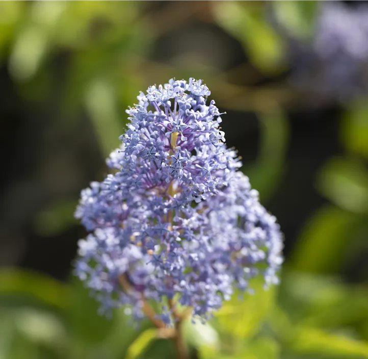 Säckelblume 'Glorie de Versailles'