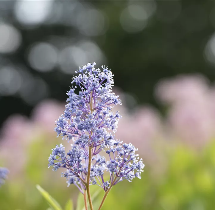 Säckelblume 'Glorie de Versailles'
