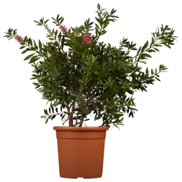 Callistemon citrinus splendens Stamm