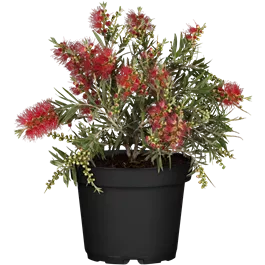 Callistemon masotti Busch