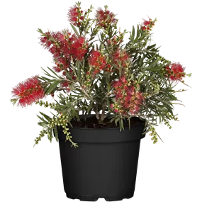 Callistemon masotti Busch