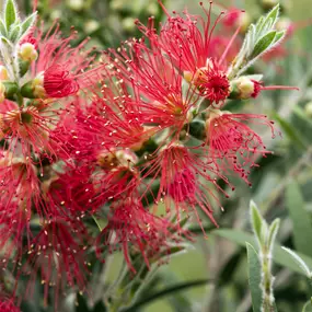 Callistemon masotti Busch