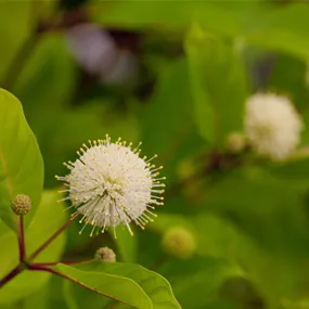 Cephalanthus Fiber Optics