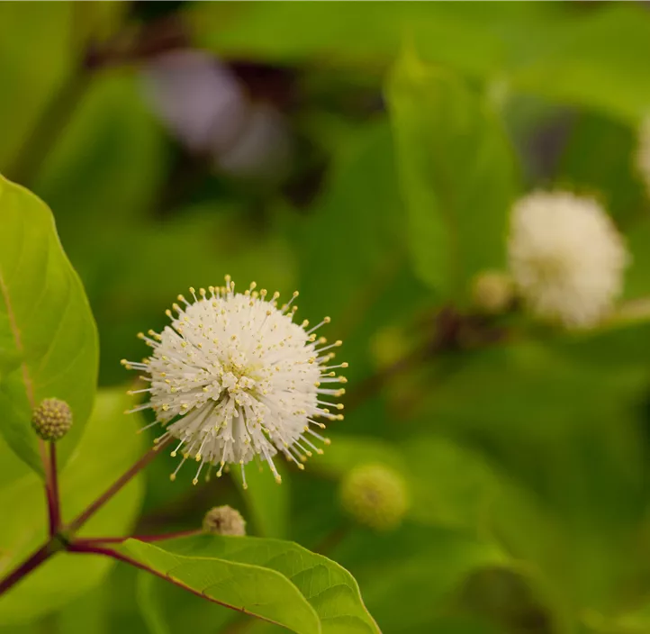 Knopfbusch 'Fiber Optics'®