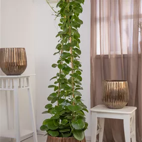 Cissus rotundifolia Pyramide