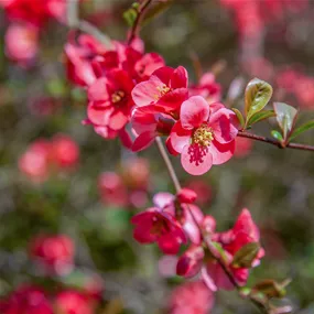 Chaenomeles Pink Storm PW