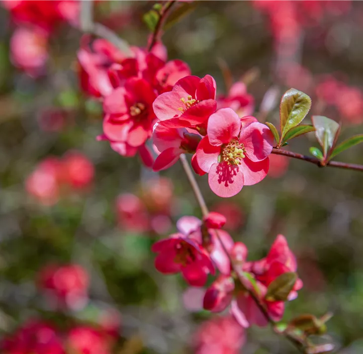 Zierquitte 'Pink Storm'