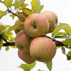 Malus domestica Goldparmäne