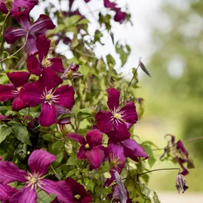 Clematis viticella Madame Julia Correvon 