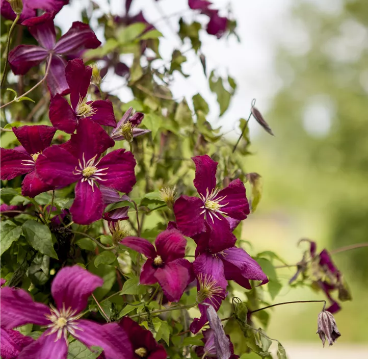 Italienische Waldrebe 'Madame Julia Correvon'