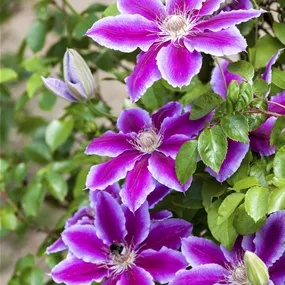 Clematis Pyramide