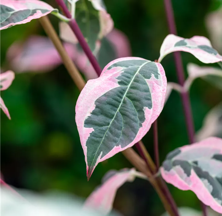 Japanischer Blumen-Hartriegel 'Peve Sammy'