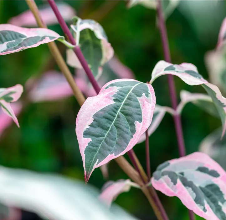 Japanischer Blumen-Hartriegel 'Peve Sammy'