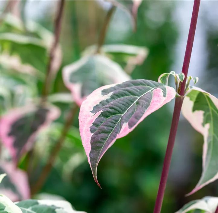Japanischer Blumen-Hartriegel 'Peve Sammy'
