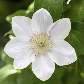 Clematis Spalier