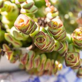 Crassula Hottentot Ampel