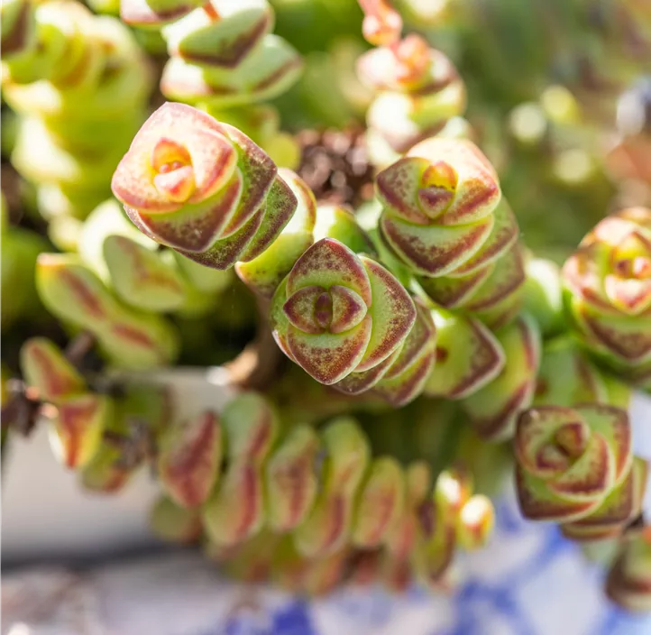 Felsen-Dickblatt 'Hottentot'