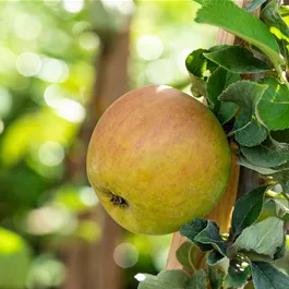 Malus domestica Goldcats