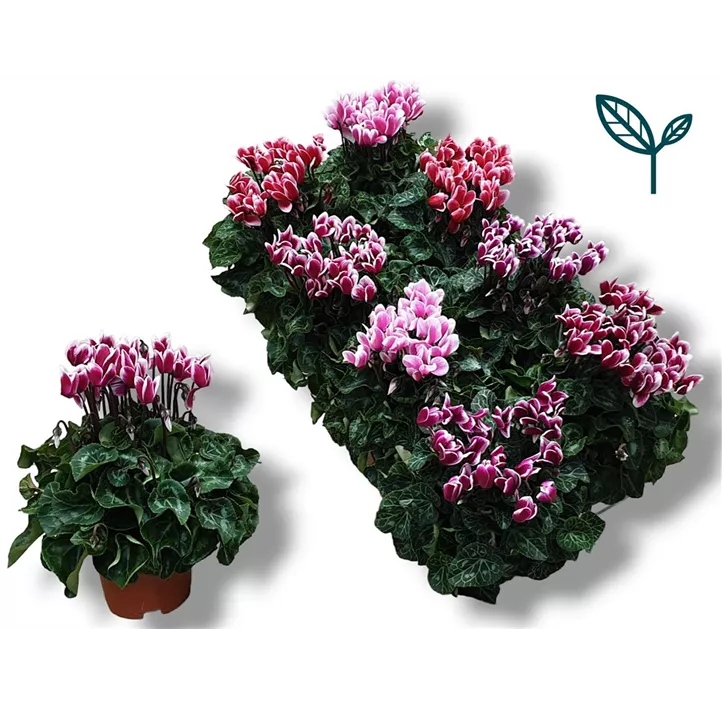 Alpenveilchen 'Fuji'