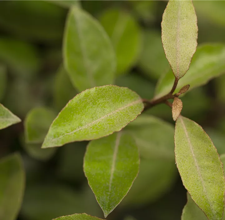 Wintergrüne Ölweide
