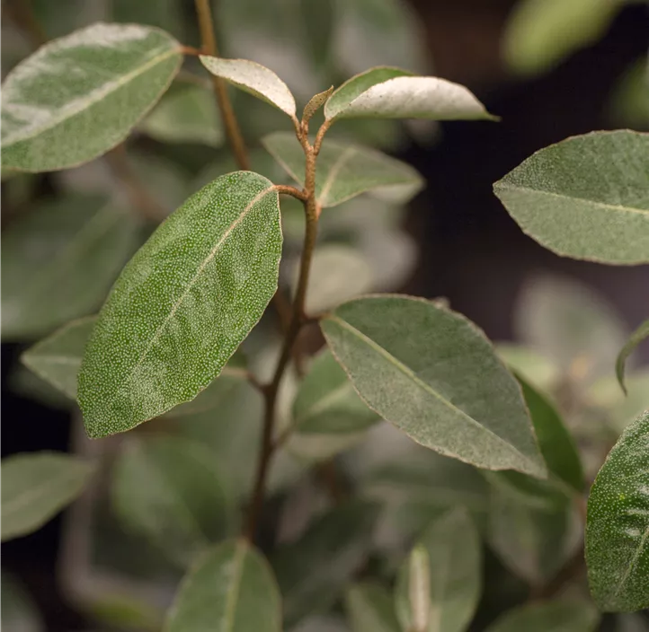 Wintergrüne Ölweide