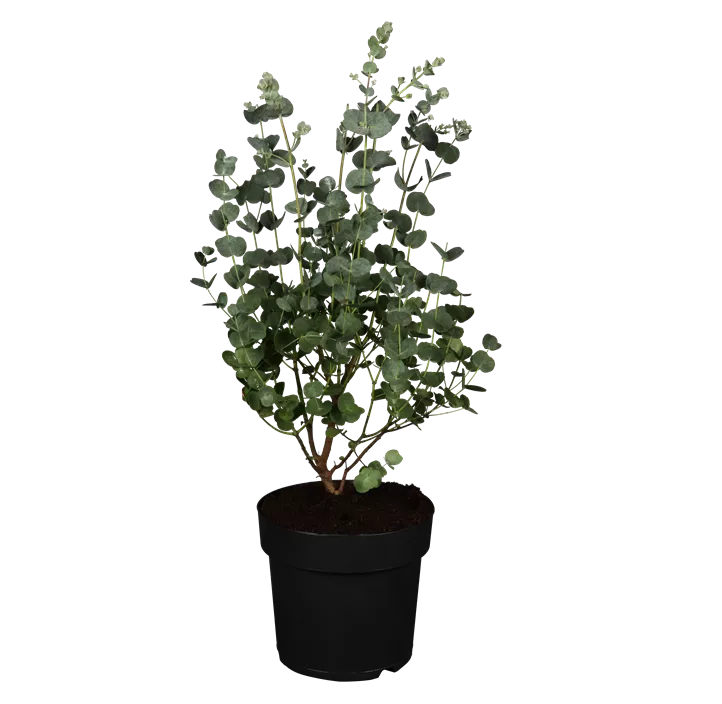 Echter Eukalyptus 'Azura'