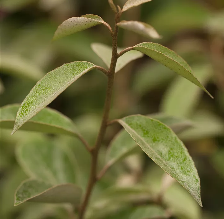 Wintergrüne Ölweide