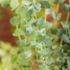 Eucalyptus Azura Busch