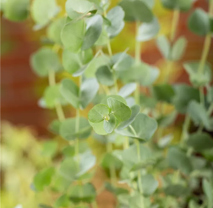 Echter Eukalyptus 'Azura'