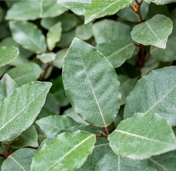 Wintergrüne Ölweide