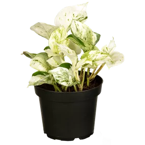 Epipremnum Happy Leaves