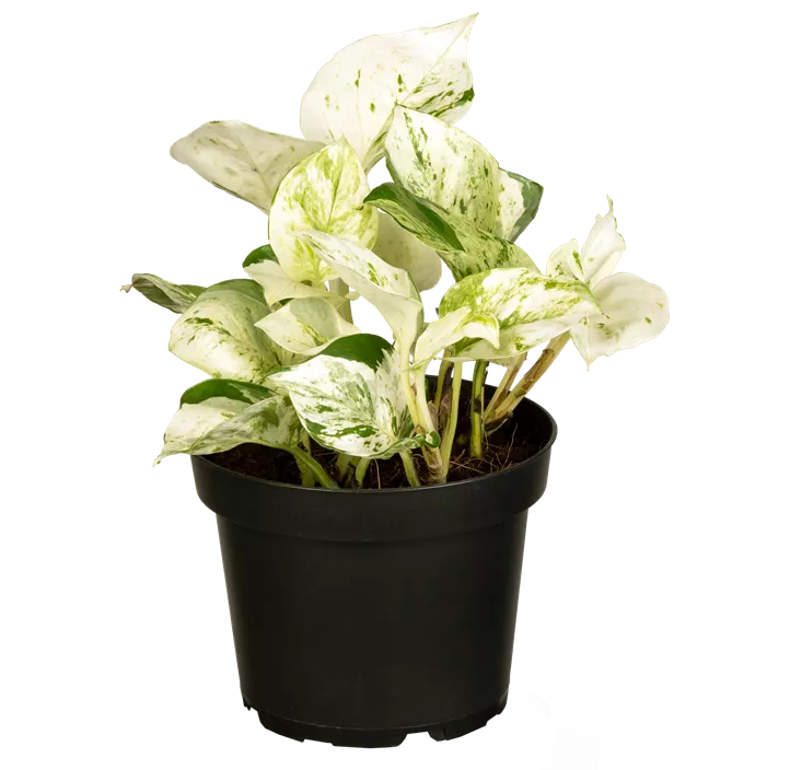 Efeutute 'Happy Leaves'