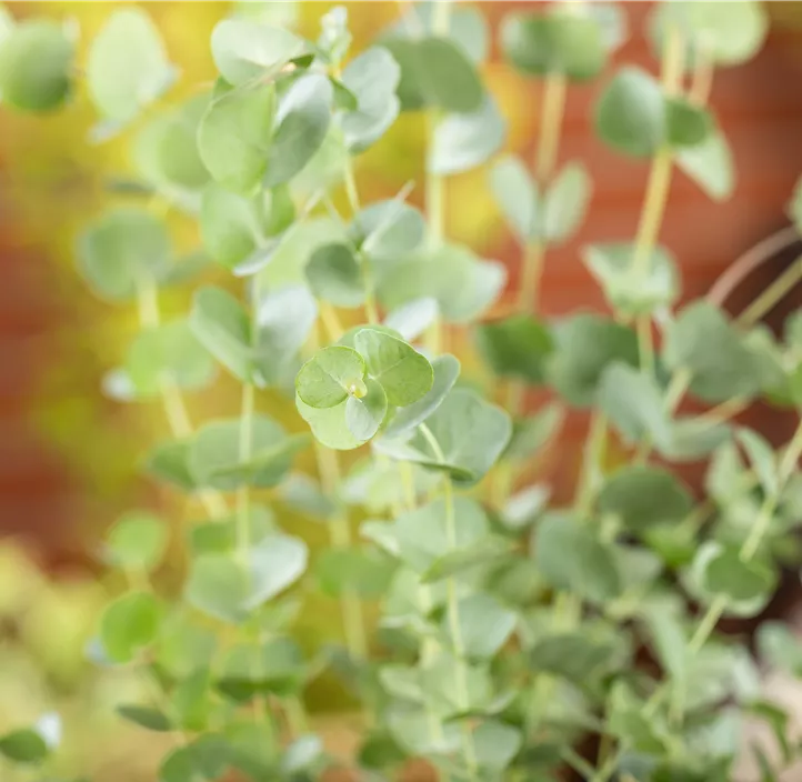 Echter Eukalyptus 'Azura'