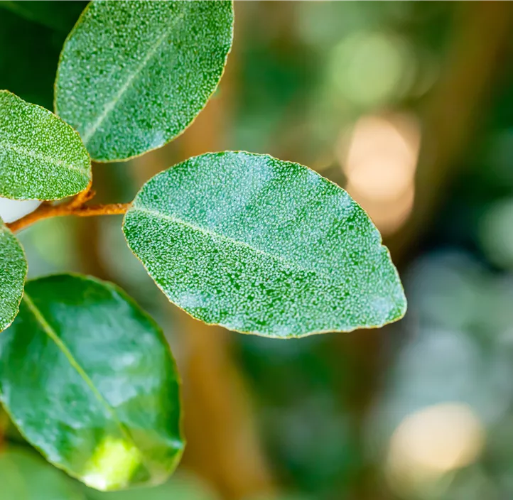 Wintergrüne Ölweide