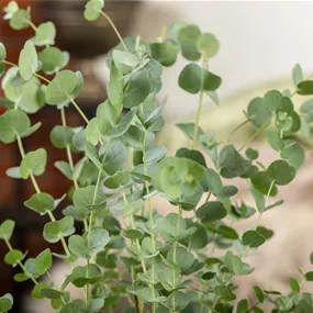 Eucalyptus cinerea Stamm