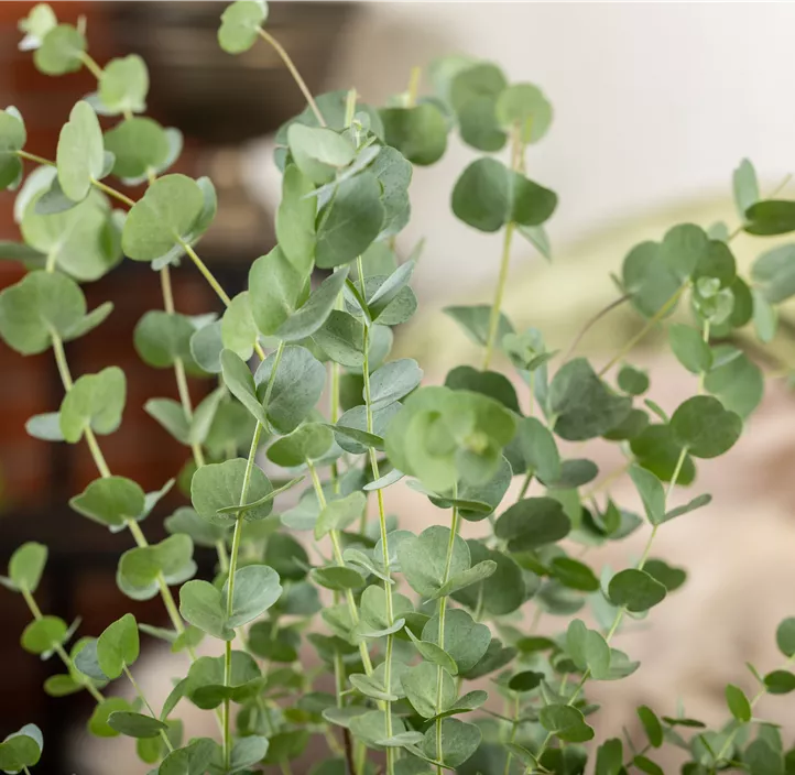 Echter Eukalyptus 'Azura'