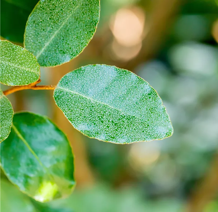 Wintergrüne Ölweide