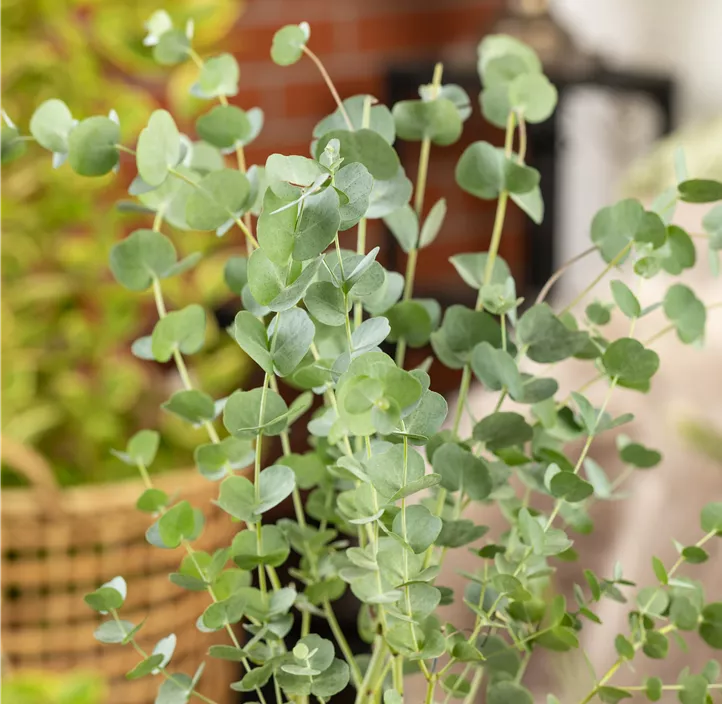 Echter Eukalyptus 'Azura'