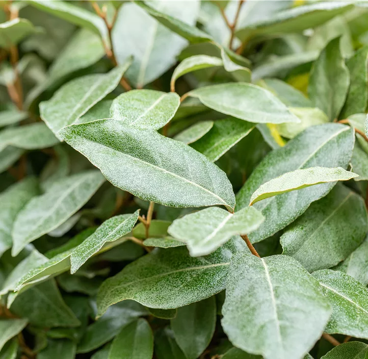 Wintergrüne Ölweide