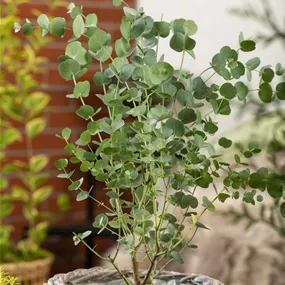 Eucalyptus gunnii azura® Busch