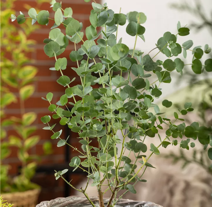 Echter Eukalyptus 'Azura'