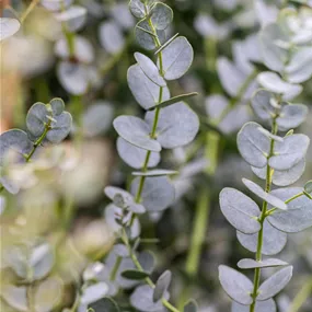 Eucalytus gunnii azura Stamm