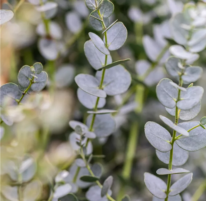 Echter Eukalyptus 'Azura'