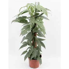 Epipremnum pinnatum ‚Cebu Blue‘