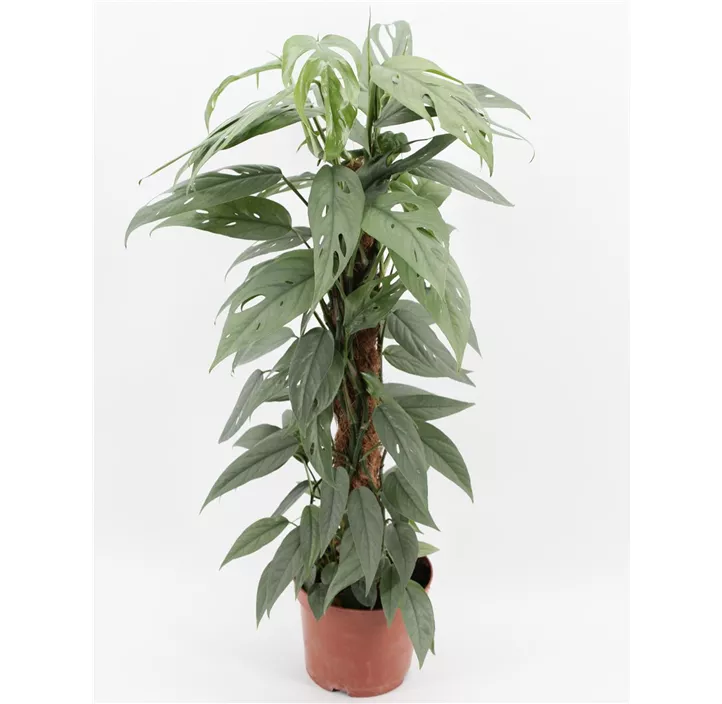 Efeutute 'Cebu Blue'