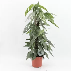 Epipremnum pinnatum 'Cebu Blue' am Kratiste-Kletterstab